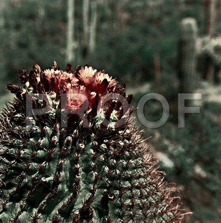 6016_FM_COLOR_TUCSON_AZ_05_10