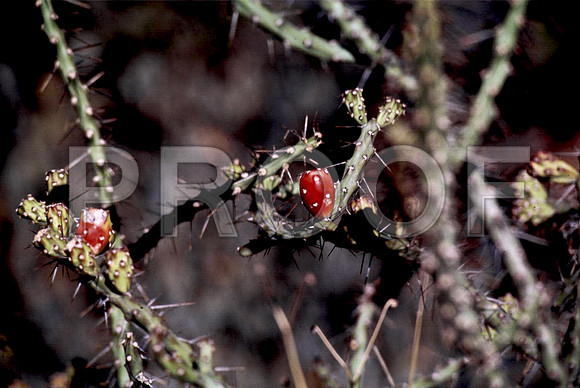47739_B12_SL_COLOR_SEGUERO_NAT_PARK_DESERT_PARK_THE_CATSSKILLS_AZ_97_02