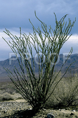 47913_B17_SL_COLOR_JOSHUA_TREE_CA_97_46