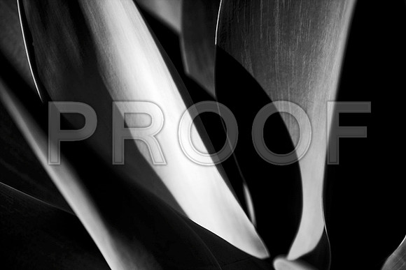 ZV4N_0646-2