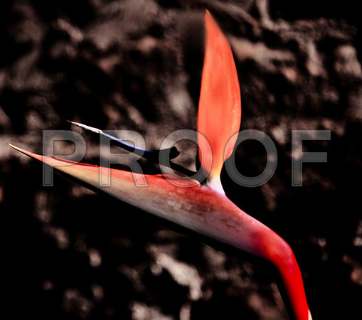 ZV4N_4103 copy