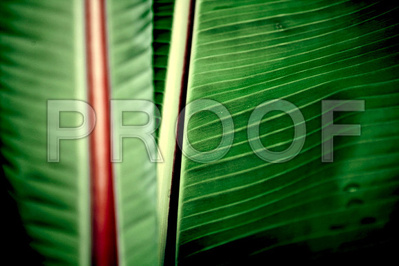 001_full_blead copy