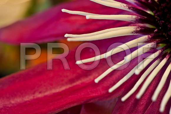 3029_macro_photography_5L8Y9531