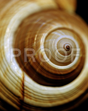 42463_Shells_C