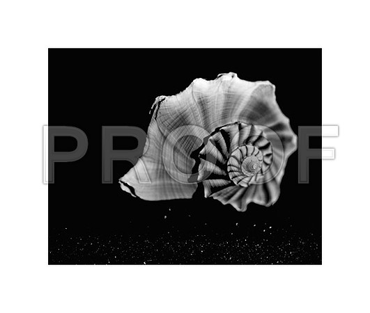 42433_Shells_B_30_30_White
