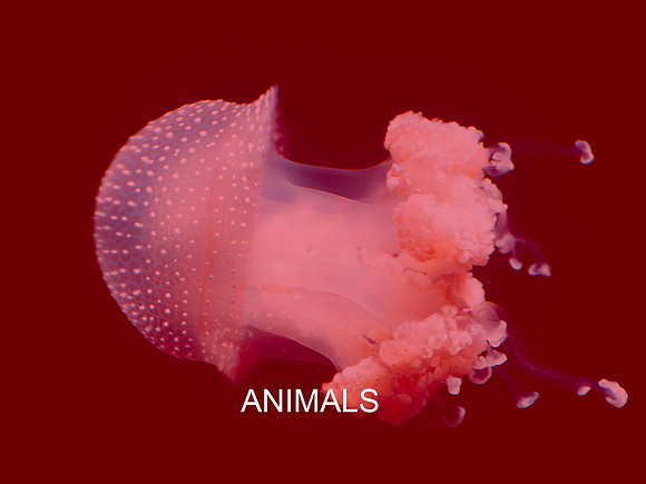 ANIMALS