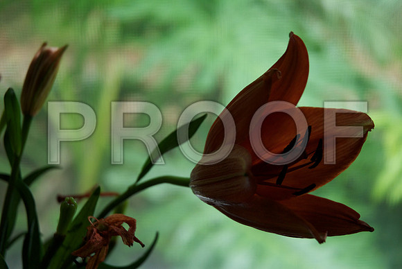 MDT33137_DG_DSC_01331
