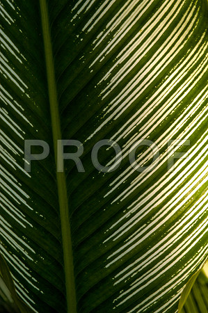 84775_DSC_0070_Fairchild_Garden_Miami_FL_USA
