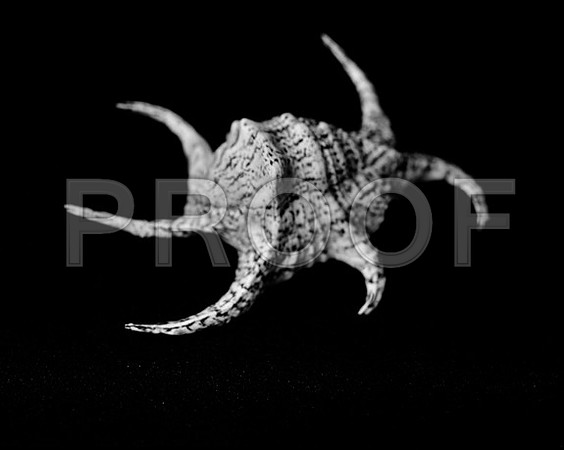 42431_A_Shells_