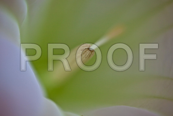3466_DG_Flowers_Fisher_Island_Miami_FL_IMG_6267