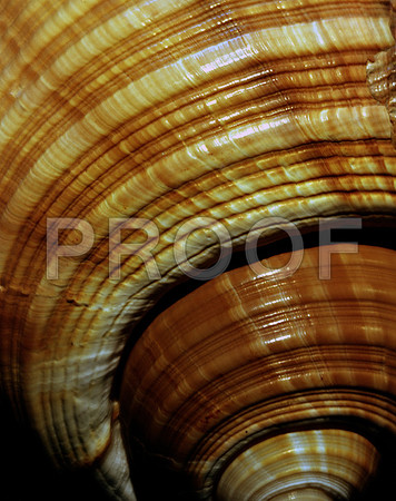 42463_Shells_A
