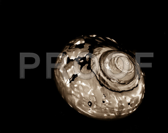 Shells_Flowers_489