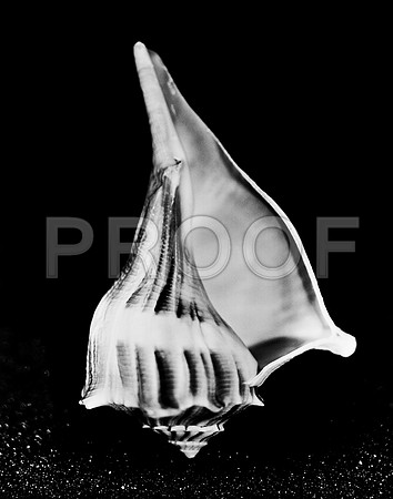 42432_FM_4X5_BW_MUREX_SHELLS_FL_04_05