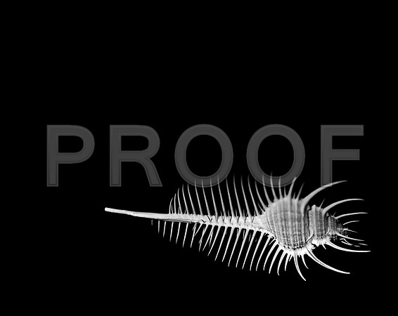 42427_FM_4X5_BW_MERUX_VENUS_COMB_FL_04_01