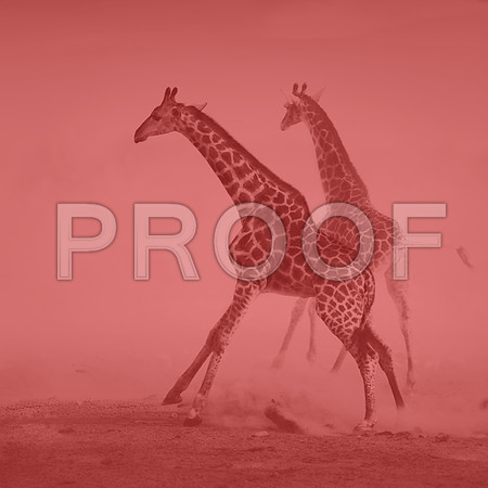 Safari