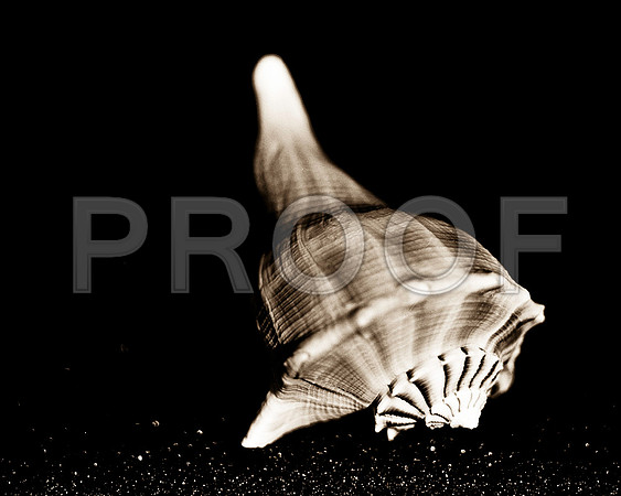 Shells_Flowers_506 2