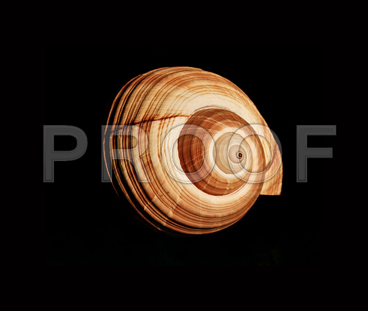 42464_B_30_20_Shells copy