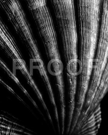 42453_FM_4X5_BW_LION_PAW_SHELLS_FL_04_09