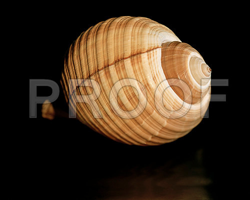 Giant Tum_42461_B_20_30