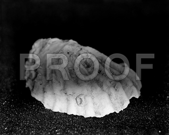 42438_FM_4X5_BW_MUREX_SHELLS_FL_04_02