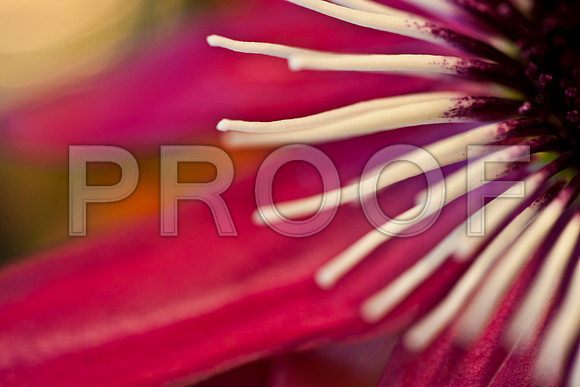 3029_macro_photography_5L8Y9532