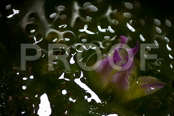 3025_DG_Flowers_Plants_60mm_Miami_FL_20090522-5L8Y9001