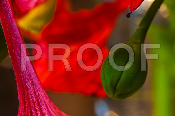 3023_DG_FLOWERS_60nn_MACRO_LENSE_MIAMI_FL_20090524_5L8Y9278