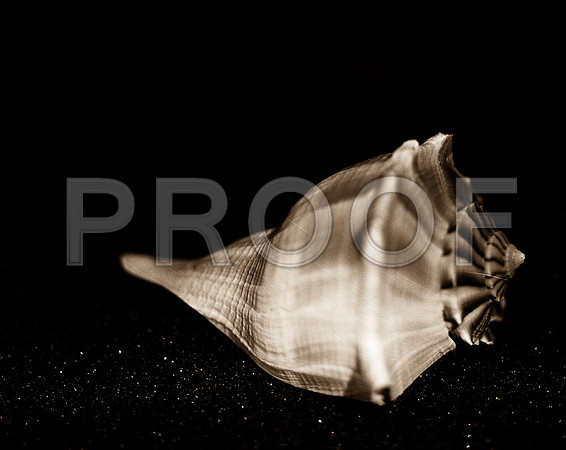 Shells_Flowers_499