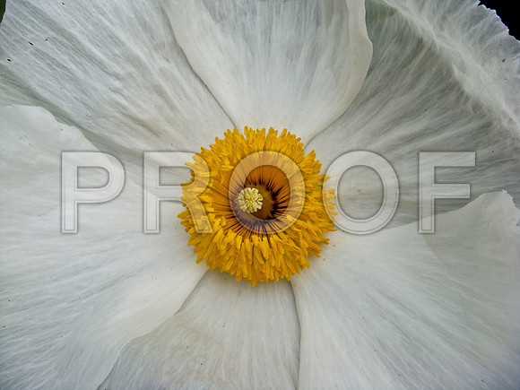 36538_DG_COLOR_MENDOCINO_CALIFORNIA_CA_USA_2007_DSC_01659
