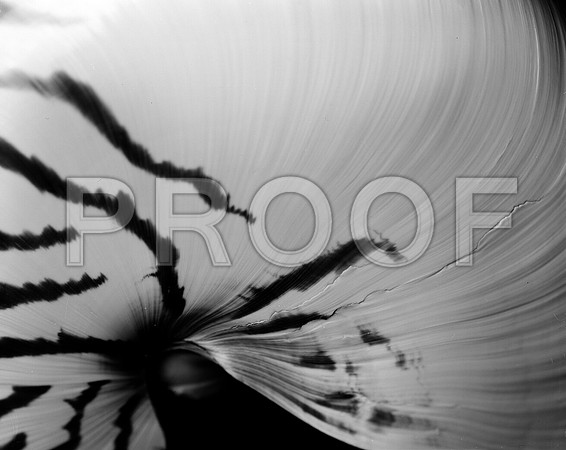 42436_FM_4X5_BW_NATNAUT_SHELLS_FL_04_02