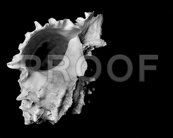 42439_FM_4X5_BW_MUREX_SHELLS_FL_04_04