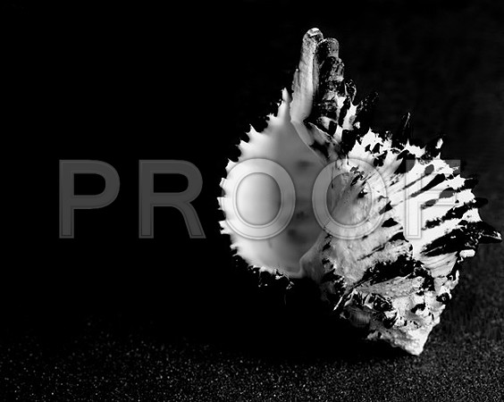 42456_Black_Murex_Shells_C