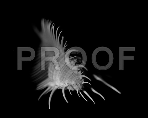 42427_FM_4X5_BW_MERUX_VENUS_COMB_FL_04_03