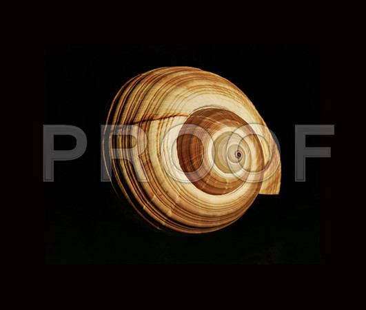 42464_Shells_B_30_20