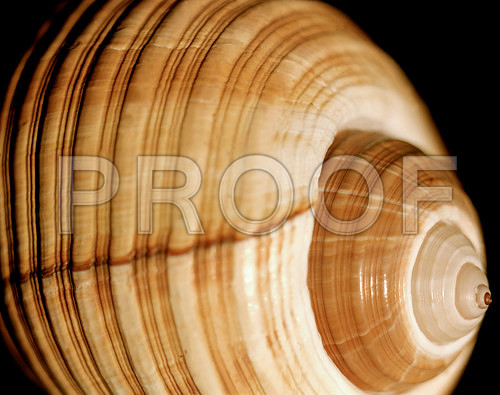Giant Tum_42465_D