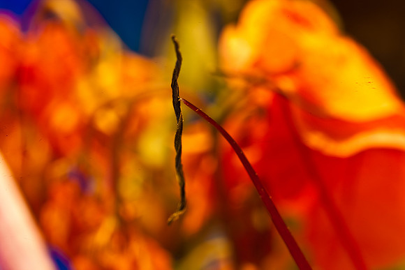 3029_macro_photography_5L8Y9656