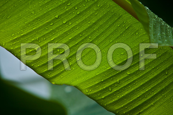 42599_Flowers_Plants_Miami_FL_ZV4N4744