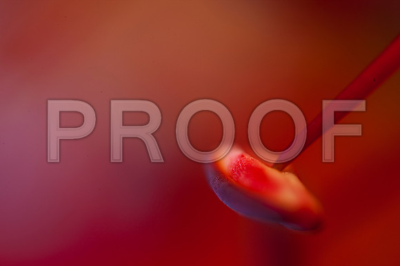 3023_DG_FLOWERS_60nn_MACRO_LENSE_MIAMI_FL_20090524_5L8Y9204