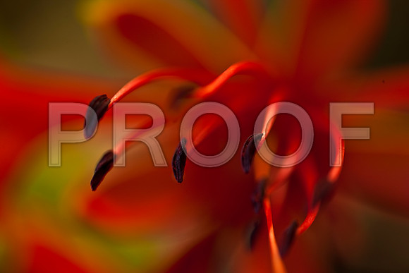 3023_DG_FLOWERS_60nn_MACRO_LENSE_MIAMI_FL_20090524_5L8Y9218