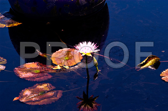 84775_DSC_0107_Fairchild_Garden_Miami_FL_USA