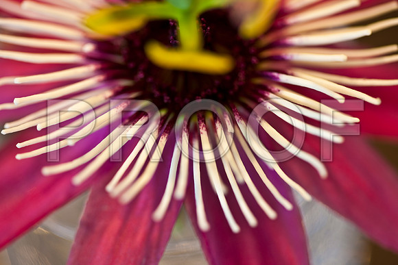 3029_macro_photography_5L8Y9494