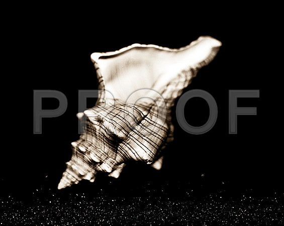 Shells_Flowers_542