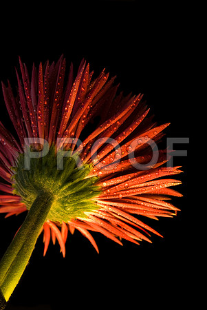 163267599_underlit red gerbera