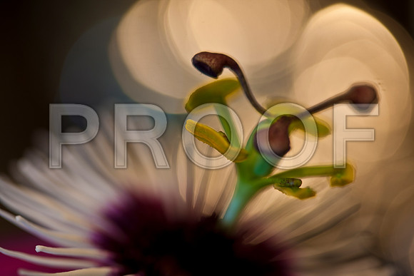 3029_macro_photography_5L8Y9565