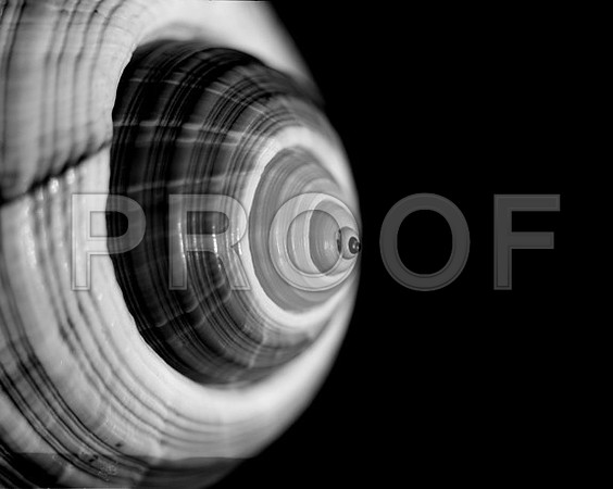 42425_Shells_B