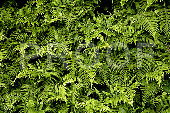 22012008~ZV4N1134_Bar_Harbor_ME_06JPG