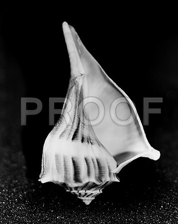 Untitled_42432_D-copy