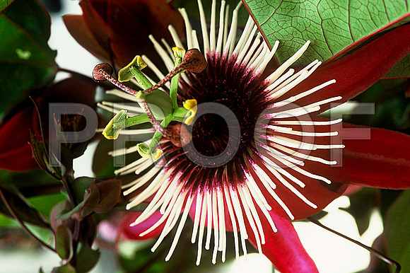 Flowers_85653_Passiflora_FI_017_06