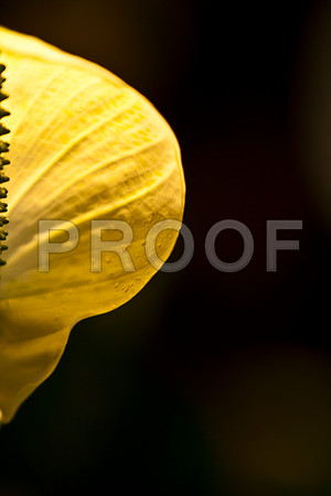 42592_Flower_Spatiphyllum_Miami_FL_ZV4N6739