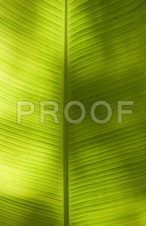 158834748_green palm